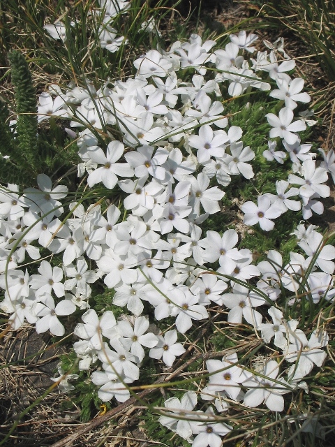 Phlox condensata